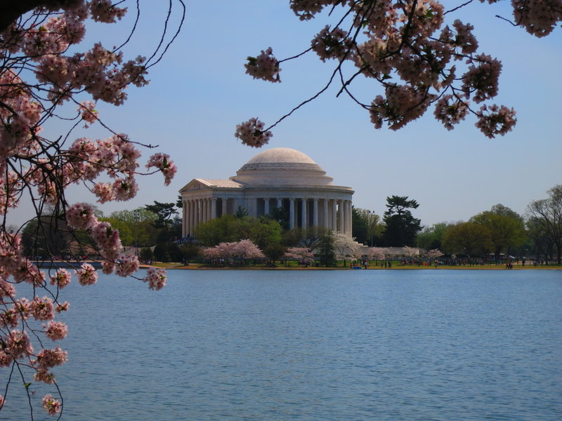 The Jefferson Memorial acts as a stately sentinel, shrouded in cherry blossoms, that presides over the tidal basin flowing in from the Potomac.