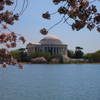 The Jefferson Memorial acts as a stately sentinel, shrouded in cherry blossoms, that presides over the tidal basin flowing in from the Potomac.