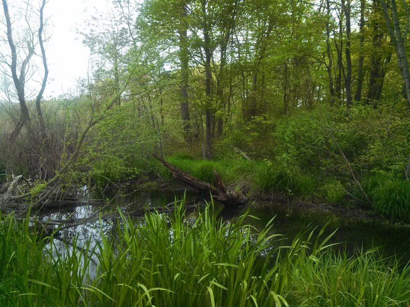Beaver Brook is quite verdant in the spring.