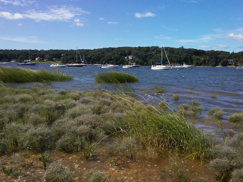 Sea lavender blooms along Cold Spring Harbor.