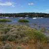 Sea lavender blooms along Cold Spring Harbor.