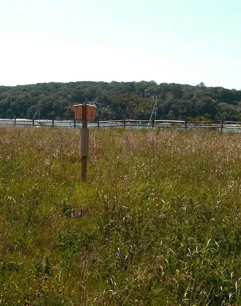 A tree swallow is seen perched on her nesting box in the Shore Road Preserve.