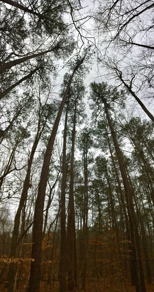 Tall Loblolly Pines.