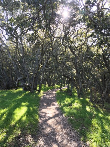 A grove of live oaks shade this section of the Pomo Trail.