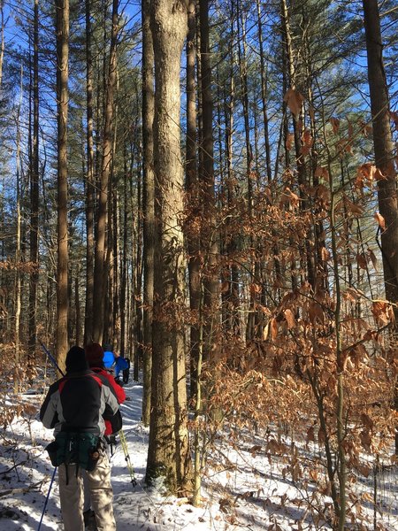 Our group approaches one of Charles Deam Wilderness's white pine groves during a wintertime hike.