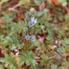 Late-August wildflowers bloom vibrantly along the Bartlett River Trail.