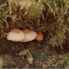 Brown-and-beige mushrooms take shelter in the dark vegetation of late August.