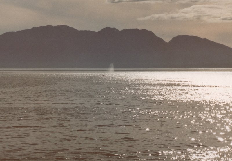 A humpback whale is seen spouting off the coast in Bartlett Cove.