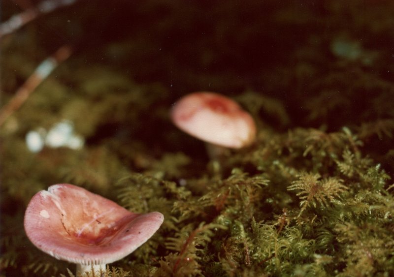 Pink mushrooms dot the groundcover in late August throughout Glacier Bay's moss forests.