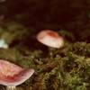 Pink mushrooms dot the groundcover in late August throughout Glacier Bay's moss forests.