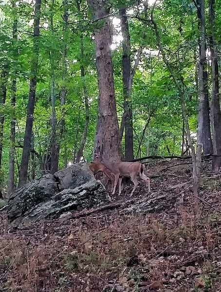 Deer can be seen regularly throughout the Springfield Conservation Nature Center.