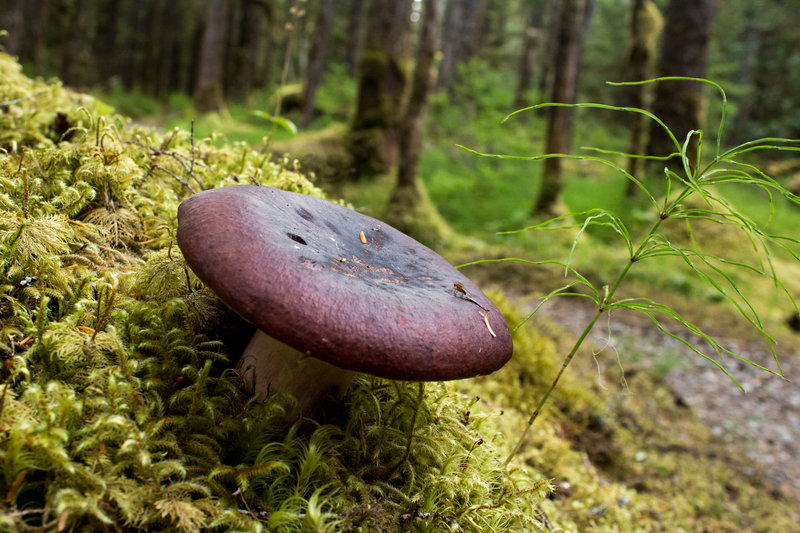 An interesting mushroom pops through the undergrowth along the Forest Trail.