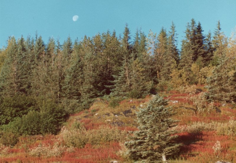 Late-August Fireweed (red) blankets an island in Glacier Bay.