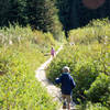 A boardwalk around the back side of the lake goes through colorful hot pink spirea bushes. Photo by Dolan Halbrook.