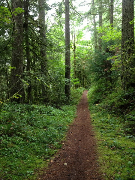 The lower part of Pioneer Bridle Trail is very flat.