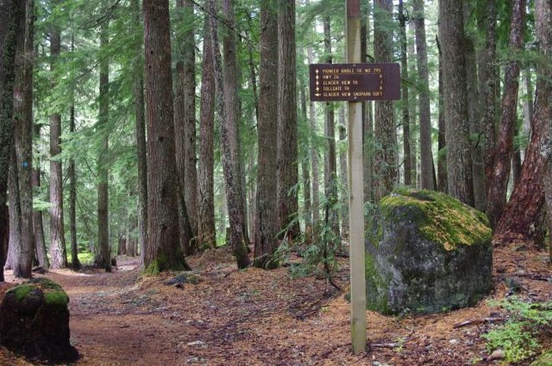 The Pioneer Bridle - Crosstown Trail junction is located amongst towering evergreens. Photo by John Sparks.