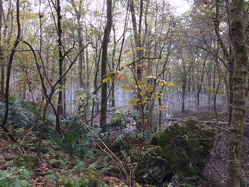 A morning mist looms over the Chipola River Floodplain.