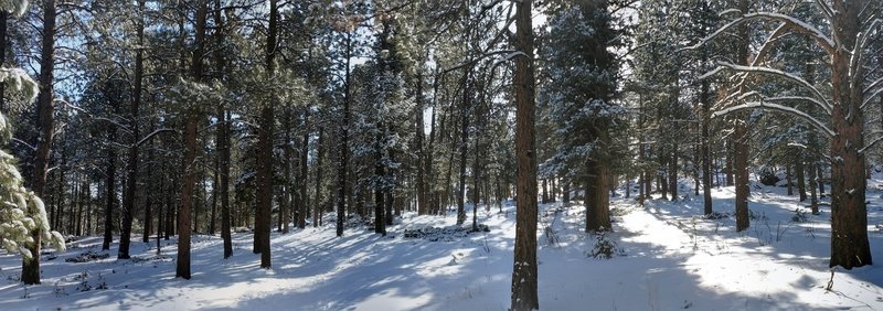 I love the woods in the winter; they're just beautiful!