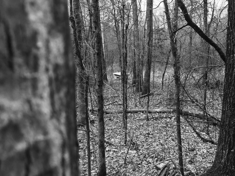 A spooky shack hides amongst the hardwoods on Earthquake Ridge.