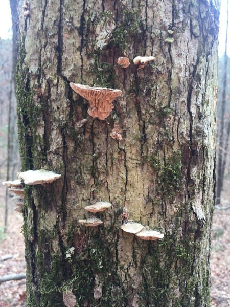 A lichen-covered Fairy Tree grows trailside.