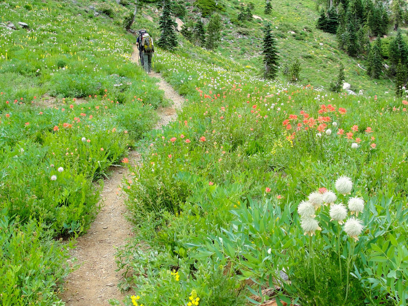 A pair of backpackers treks through flower-filled meadows in mid-August on the Long Canyon Trail.