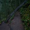 This tree growing on the trail is the only challenging section of the hike. You have to go under it, and then around it.