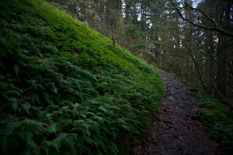 Ferns grow alongside this portion of the trail, which you can see is considerably rockier than earlier sections of the trail.