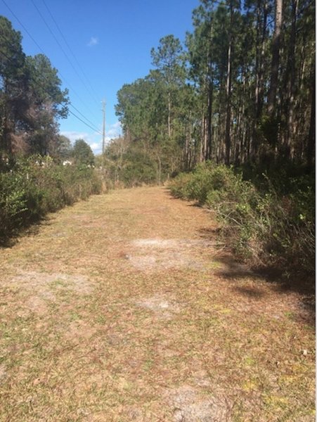 Sal Taylor Creek Preserve makes for a nice, peaceful walk down a mown trail.