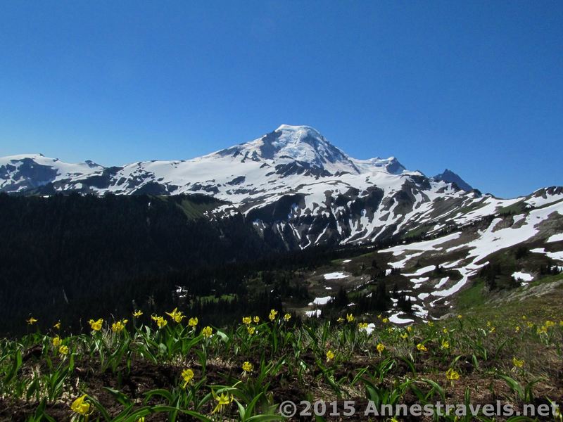 Glacier lilies bloom along Skyline Divide.