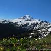 Glacier lilies bloom along Skyline Divide.