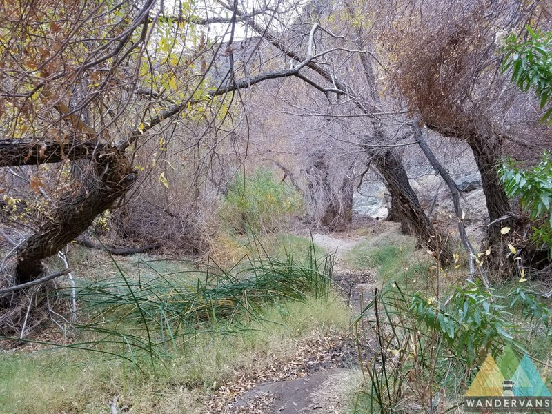 The trail to Darwin Falls follows a beautiful desert riparian ecosystem.