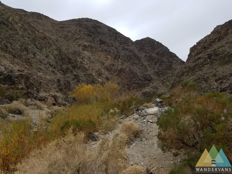 The trail to Darwin Falls follows a steep-walled canyon rife with rocks and scrubby desert flora.