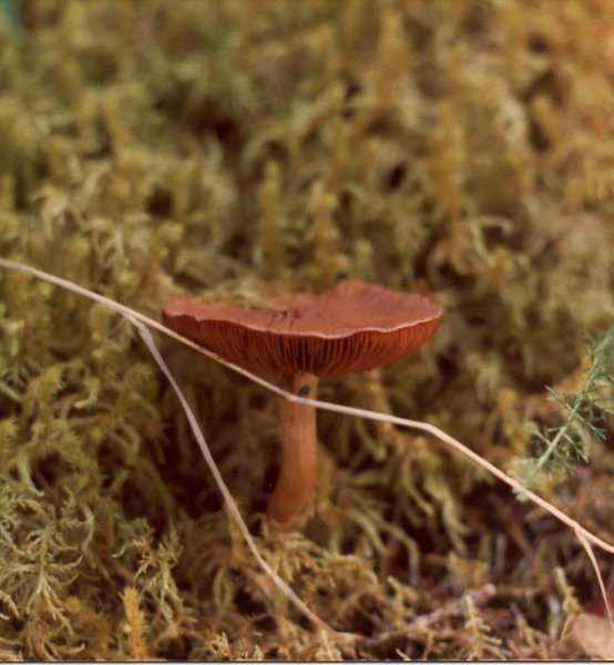 Beautiful brown mushrooms grow along East Glacier Trail in late August.