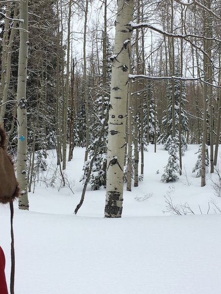 Trees smile at you.