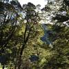 Sunlight peeks through a southern beech canopy on the trail to Flats Hut.