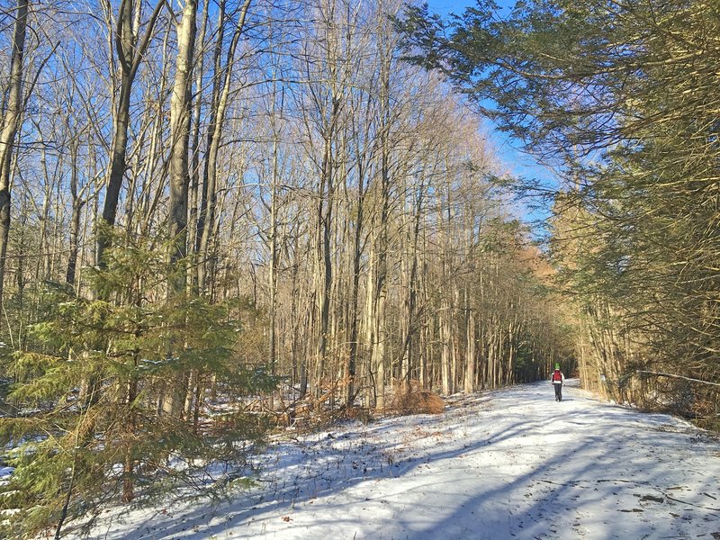 The first 2 miles of trail looks like this (in the winter).