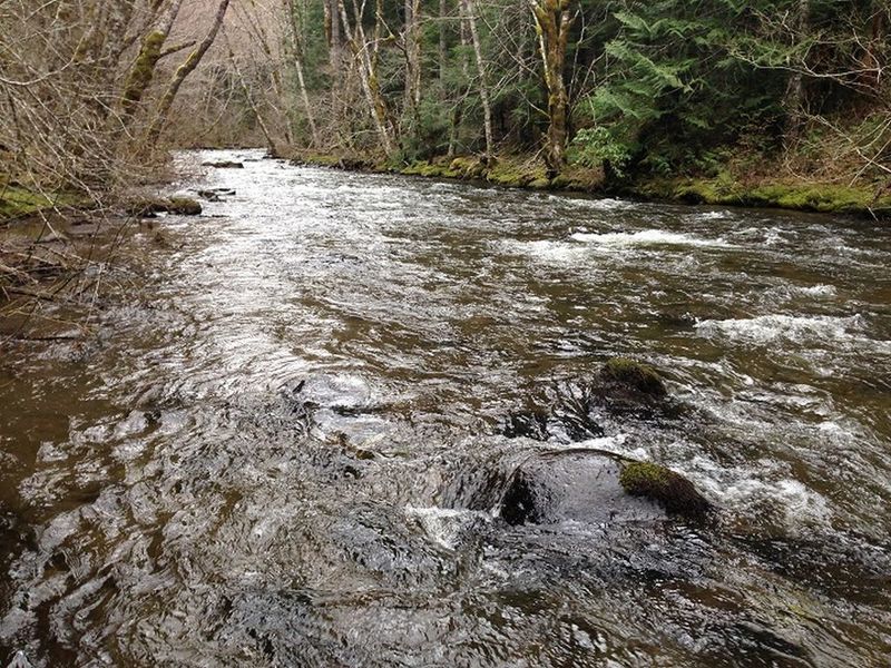 The upper section of the Salmon River Trail skirts the river occasionally. Photo by Sean Thomas.