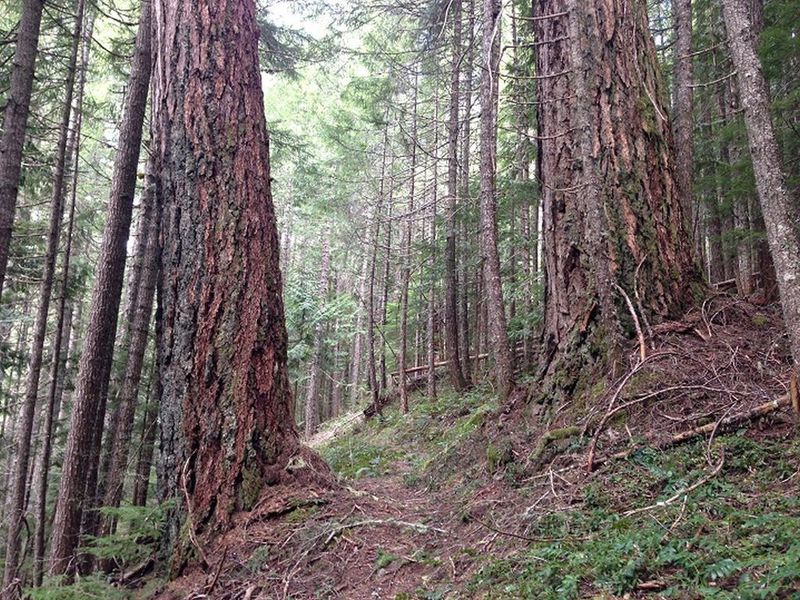 There are some large Douglas firs where the wildfire in the early 1900's missed. Photo by Sean Thomas.