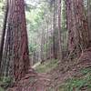 There are some large Douglas firs where the wildfire in the early 1900's missed. Photo by Sean Thomas.