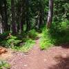 This is the Paradise Park Trail junction with Zigzag Mt. Trail. Photo by Gene Blick.