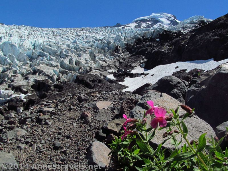 Mt. Baker's Cone and the Coleman Glacier pose for a photo taken from Heliotrope Divide.