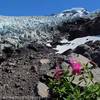 Mt. Baker's Cone and the Coleman Glacier pose for a photo taken from Heliotrope Divide.