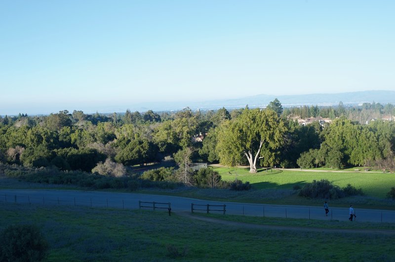 This is a view looking back toward the South Bay with the trails and the California Tree sitting inside the preserve.