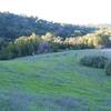 Deer feed in the fields beside the trail.