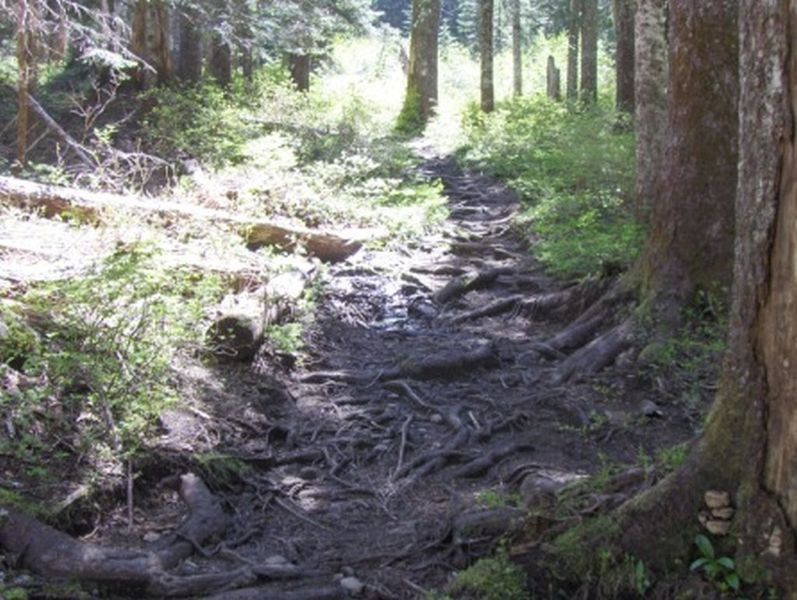 The Top Spur Trail #785 is short and steep. It was originally a poorly located user trail, and now has lots of eroded roots to show for it. Photo by USFS.