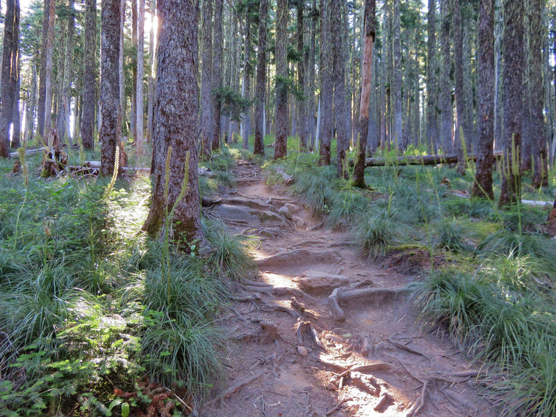 The Timberline Trail is quite rooty just east of the PCT junction, headed to McNeil Point. Photo by Yunkette.