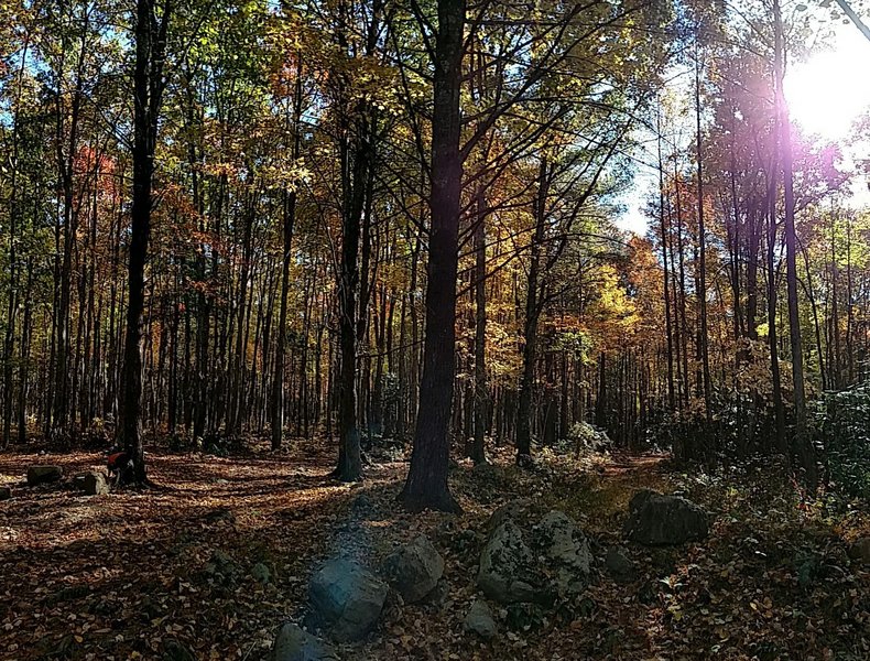 The Flint Mill Trail Trailhead is often leafy, but always gorgeous.