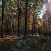 The Flint Mill Trail Trailhead is often leafy, but always gorgeous.