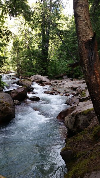 Avalanche Creek cascades through dense forests along the Avalanche Trail.