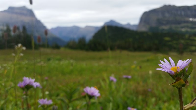 Wildflowers warm the spring landscape near Logan Pass in Glacier National Park.